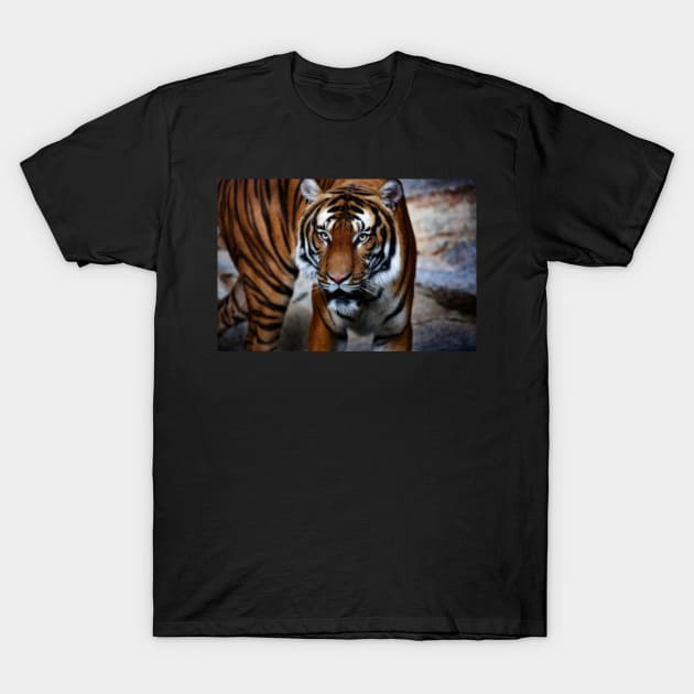 siberian tiger, tiger head T-Shirt by hottehue